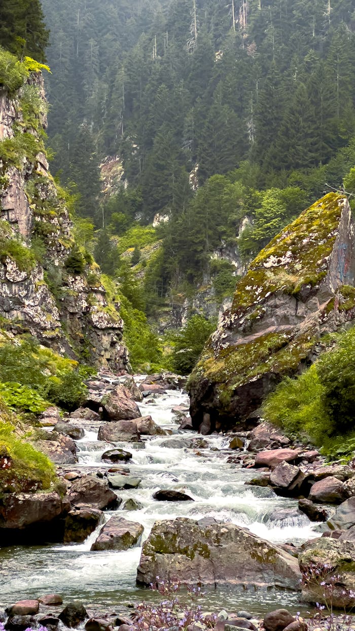 A gentle river flowing through a lush mountain gorge surrounded by dense forest.